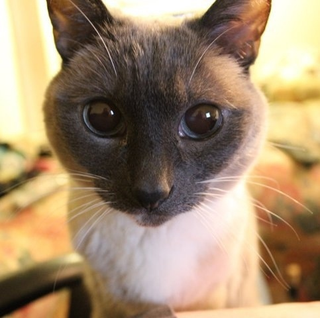 Illustration for article titled Your Cat Makes You Look Like a Dog